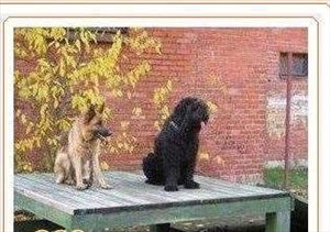 כלבים כללי טבריה והצפון 