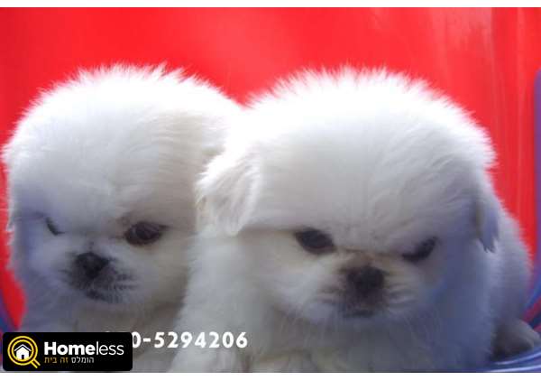 תמונה 1 ,כלבים פקינז   גורי פקינז סיני ננסי לבנים שלג למכירה בכל הארץ