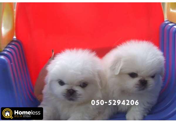 תמונה 3 ,כלבים פקינז   גורי פקינז סיני ננסי לבנים שלג למכירה בכל הארץ