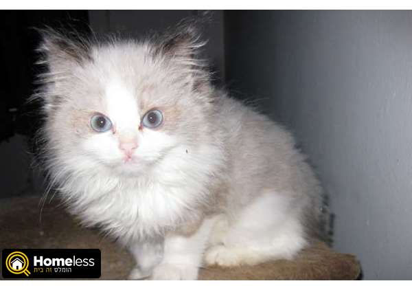תמונה 1 ,חתולים אחר   חתול רגדול למכירה באריאל