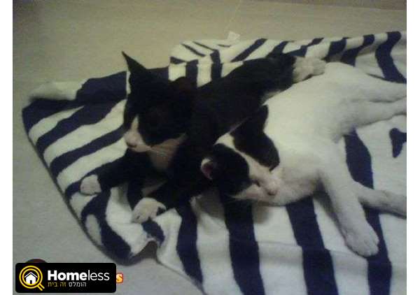 תמונה 3 ,חתולים מעורב   זוג גורי חתולים למסירה למסירה בראשון לציון