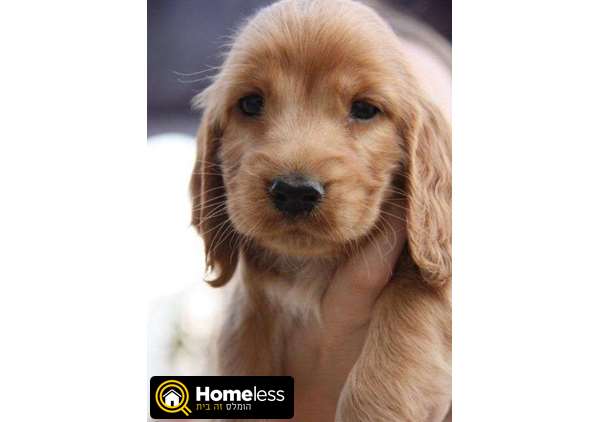תמונה 1 ,כלבים קוקר ספנייל   גורי קוקר ספנייל למכירה בגדרה