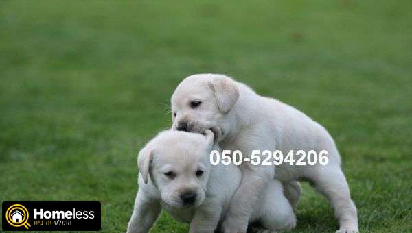 תמונה 1 ,כלבים לברדור רטריבר   גורי לברדור לבנים מהטובים בארץ למכירה בכל הארץ
