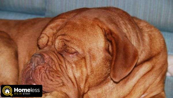 תמונה 2 ,כלבים דוג דה בורדו   אבד כלב  בשבי ציון