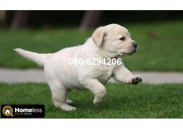 תמונה 4 ,כלבים לברדור רטריבר   גורי לברדור לבנים מהטובים בארץ למכירה בכל הארץ