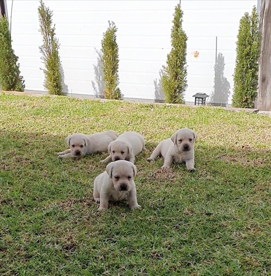 תמונה 1 ,כלבים לברדור רטריבר   גורי לברדור  למכירה בכל הארץ