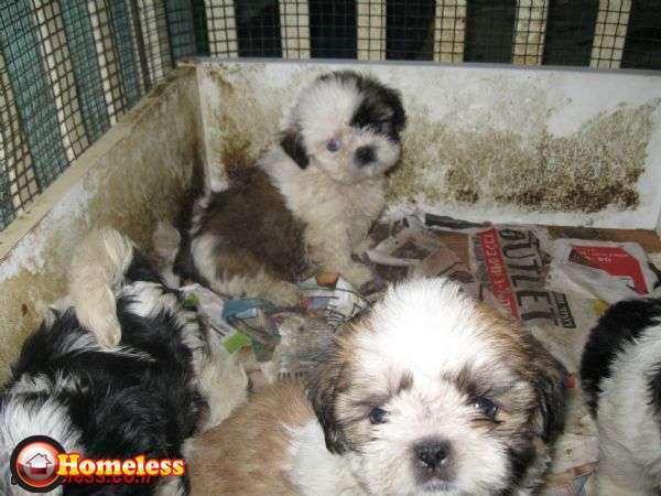 תמונה 1 ,כלבים שי צו   gurim למכירה בtel aviv