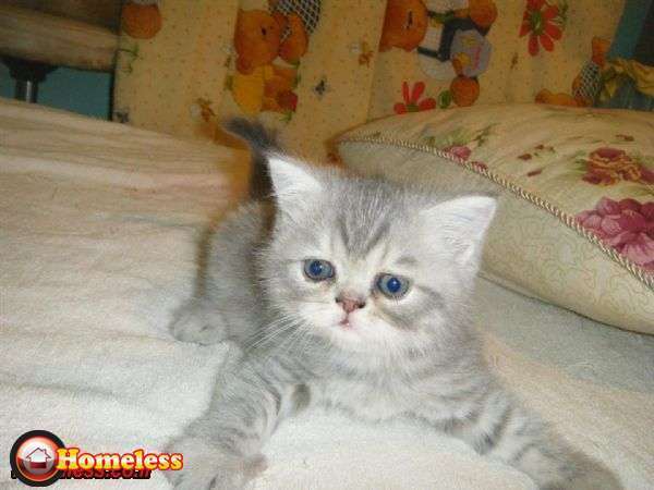 תמונה 1 ,חתולים פרסי   פרסי אקזוטי למכירה בערד
