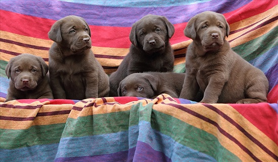 תמונה 1 ,כלבים לברדור רטריבר   גורי לברדור שוקולד  למכירה בכל הארץ