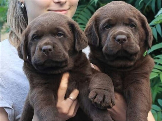 תמונה 2 ,כלבים לברדור רטריבר   גורי לברדור שוקולד  למכירה בכל הארץ