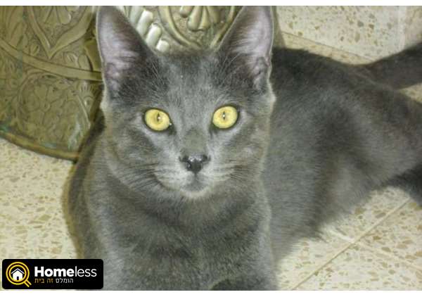 תמונה 1 ,חתולים כללי   חתול אפור כהה מצאתי בעל חיים בישובי עשרת