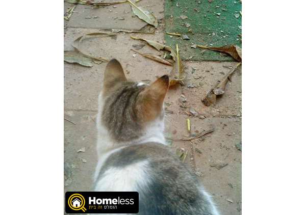 תמונה 2 ,חתולים מעורב   חתול מתוק ללא שם למסירה בהוד השרון