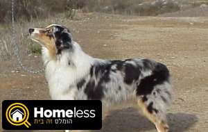 תמונה 4 ,כלבים רועה אוסטרלי   גורים למכירה למכירה ב