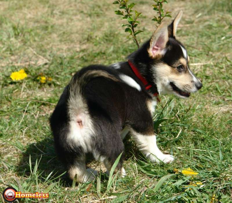 תמונה 3 ,כלבים וולש קורגי פמברוק   גורים למכירה למכירה ב