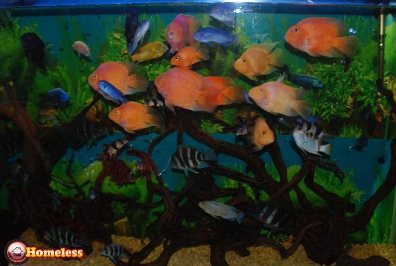 תמונה 1 ,דגים אקוואריום   אקוואריום למכירה ב