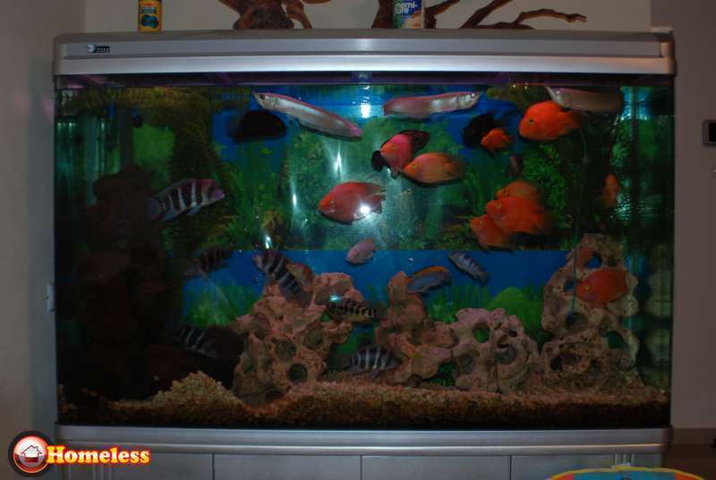 תמונה 2 ,דגים אקוואריום   אקוואריום למכירה ב