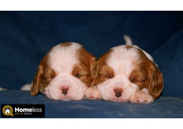 תמונה 2 ,כלבים קבליר קינג צארלס ספנייל   גורי קבליר למכירה למכירה בקיבוץ אפיקים