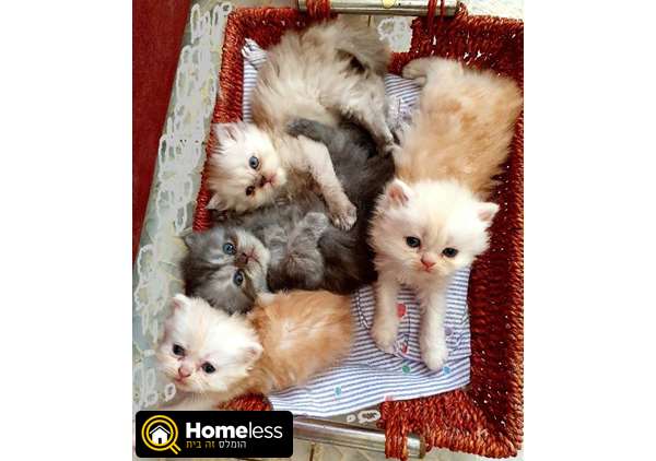 תמונה 1 ,חתולים פרסי   חתלתולים למכירה בבית שמש