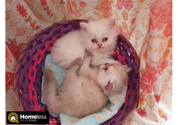 תמונה 3 ,חתולים פרסי   חתלתולים למכירה בבית שמש
