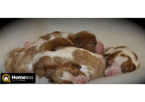 תמונה 1 ,כלבים קבליר קינג צארלס ספנייל   גורים למכירה למכירה ב