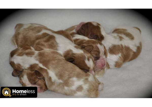 תמונה 2 ,כלבים קבליר קינג צארלס ספנייל   גורים למכירה למכירה ב