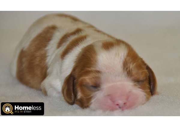 תמונה 3 ,כלבים קבליר קינג צארלס ספנייל   גורים למכירה למכירה ב
