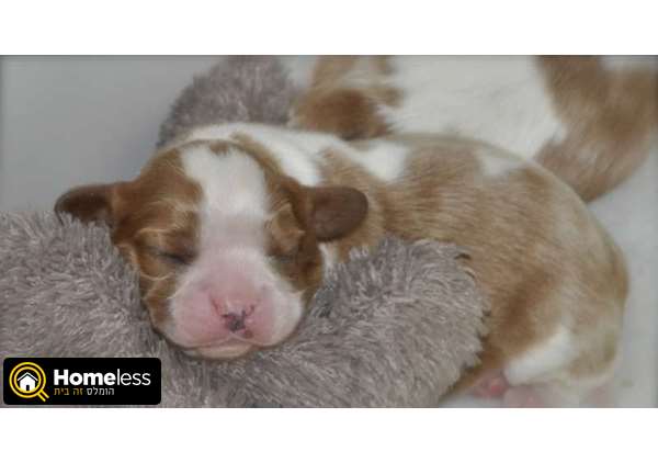 תמונה 4 ,כלבים קבליר קינג צארלס ספנייל   גורים למכירה למכירה ב