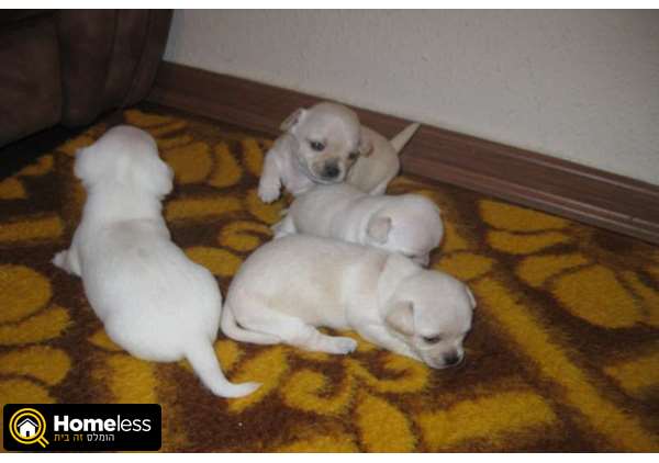 תמונה 1 ,כלבים צ`יוואווה   נסטיה למכירה בנצרת עילית