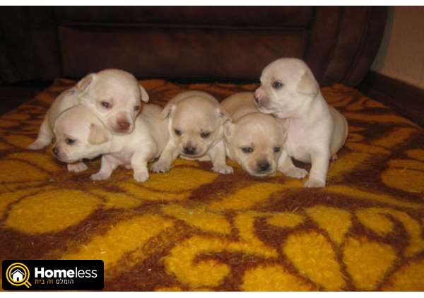 תמונה 2 ,כלבים צ`יוואווה   נסטיה למכירה בנצרת עילית