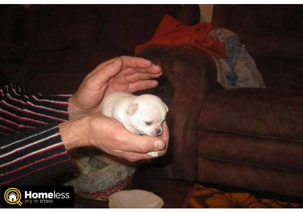 תמונה 3 ,כלבים צ`יוואווה   נסטיה למכירה בנצרת עילית