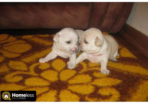 תמונה 4 ,כלבים צ`יוואווה   נסטיה למכירה בנצרת עילית