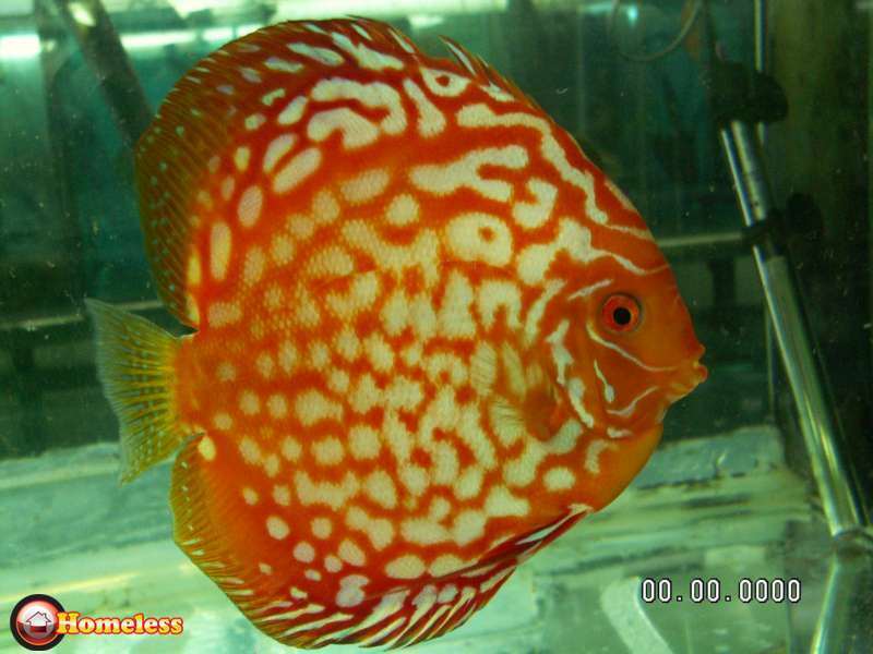 תמונה 1 ,דגים    דגי דיסקוס מדהימים למכירה במתן
