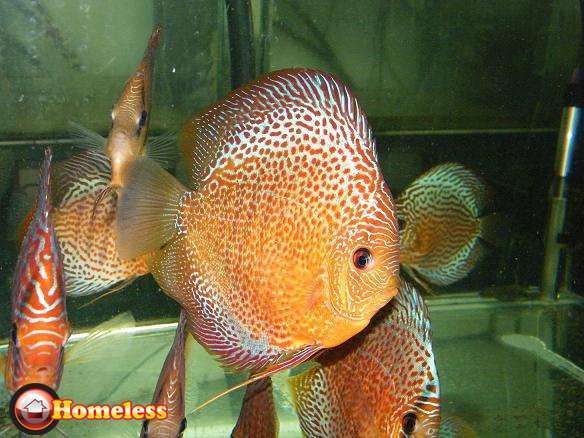 תמונה 3 ,דגים    דגי דיסקוס מדהימים למכירה במתן
