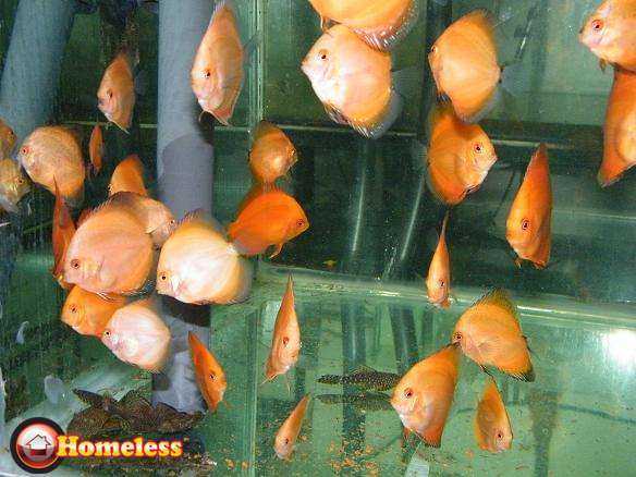תמונה 4 ,דגים    דגי דיסקוס מדהימים למכירה במתן
