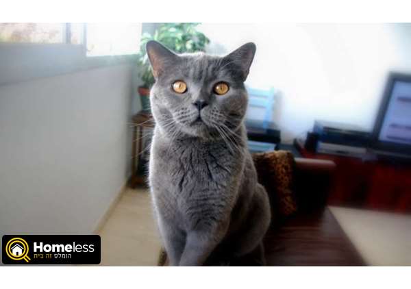 תמונה 1 ,חתולים בריטי קצר שיער   זיווג לחתול בריטי כחול לשידוך ב