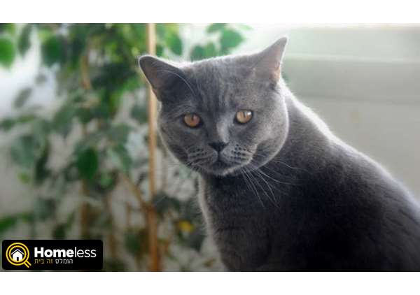 תמונה 2 ,חתולים בריטי קצר שיער   זיווג לחתול בריטי כחול לשידוך ב