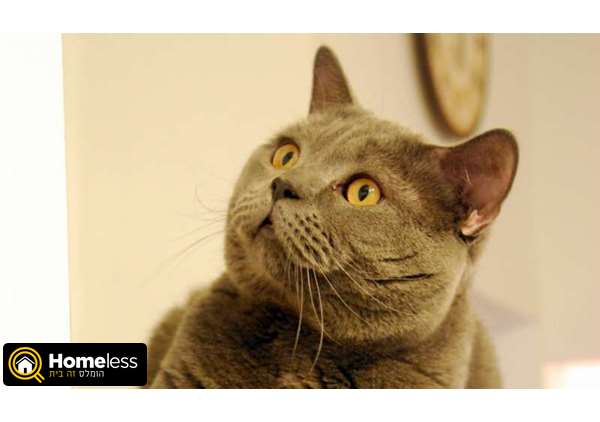 תמונה 3 ,חתולים בריטי קצר שיער   זיווג לחתול בריטי כחול לשידוך ב