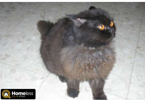 תמונה 4 ,חתולים פרסי   מעורב מעוניין לקנות במעלה אדומים