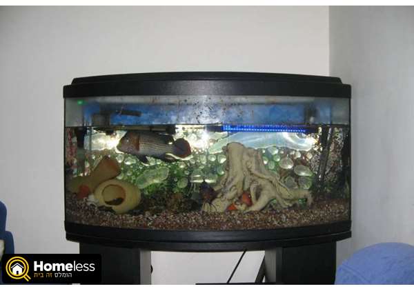 תמונה 1 ,דגים אקוואריום   אקווריום למכירה בנתניה