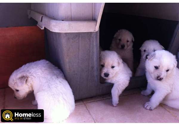 תמונה 1 ,כלבים רועה שוויצרי לבן   גורים  למכירה במזכרת בתיה