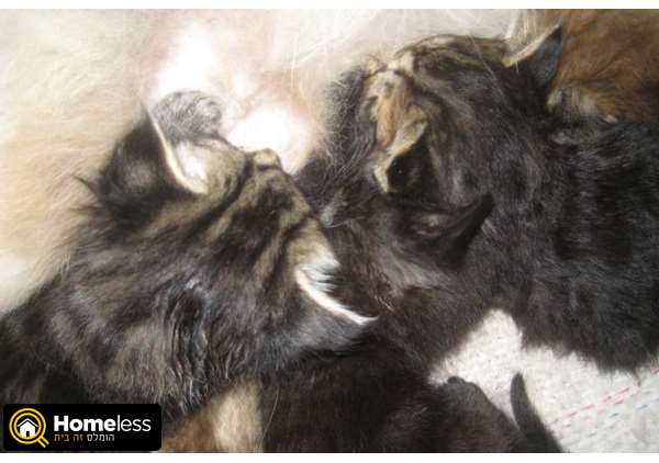 תמונה 2 ,חתולים מעורב   גוריי חתולת ההימליה למסירה ב