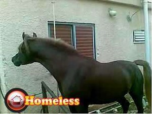 סוסים ערבי  