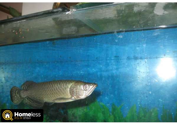 תמונה 1 ,דגים טורפים   פרונטוזות +ארואנה+טייגר פיש למכירה ב
