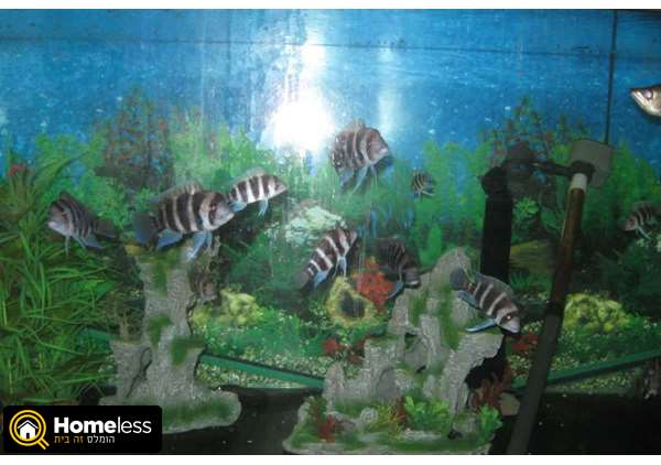 תמונה 3 ,דגים טורפים   פרונטוזות +ארואנה+טייגר פיש למכירה ב