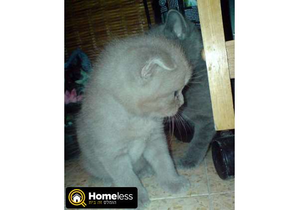 תמונה 1 ,חתולים בריטי קצר שיער   faina למכירה בashkelon