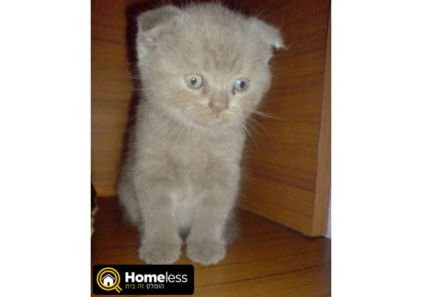תמונה 2 ,חתולים בריטי קצר שיער   faina למכירה בashkelon