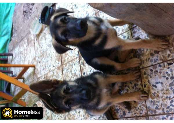 תמונה 1 ,כלבים רועה גרמני   גורי רועה גרמני למכירה בגנות