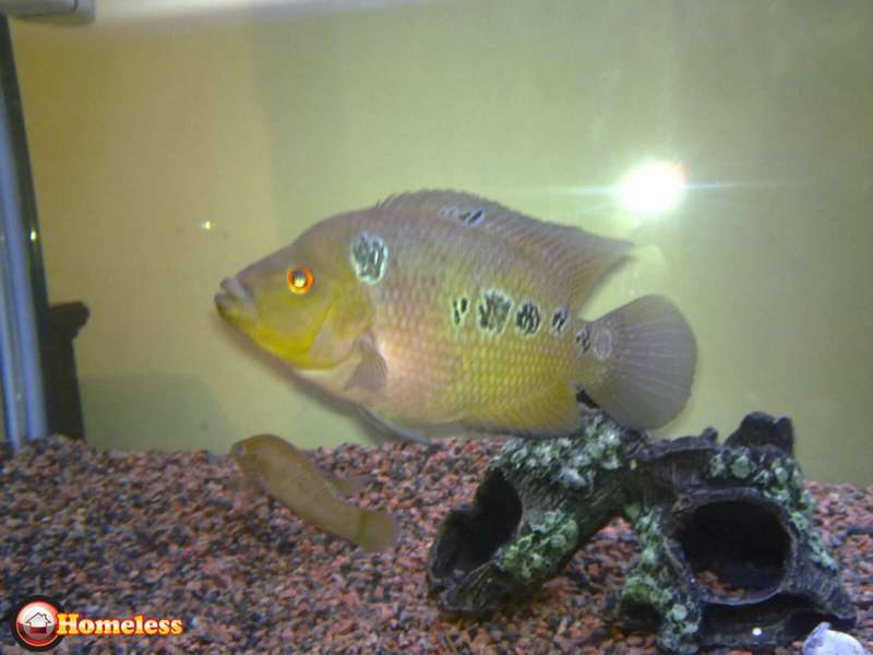 תמונה 2 ,דגים ציקלידים   רונן למכירה בלוד