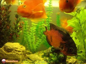 דגים ציקלידים מודיעין והסביבה 