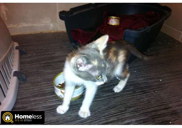 תמונה 3 ,חתולים מעורב   חתולה  למסירה בתל אביב -יפו